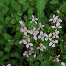 Plant Photo 9