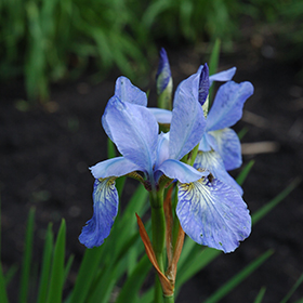 Plant Photo 6