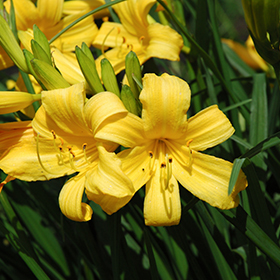 Plant Photo 9