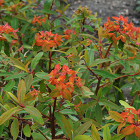 Plant Photo 8