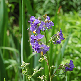 Plant Photo 1