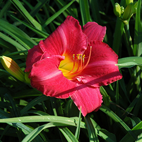 Plant Photo 10