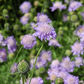 Plant Photo 8
