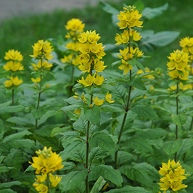 Plant Photo 3
