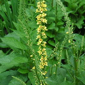Plant Photo 2