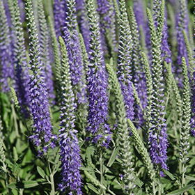 Plant Photo 5