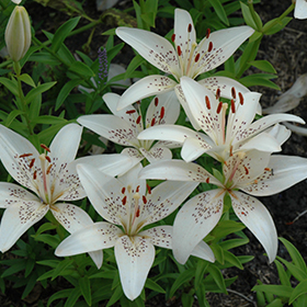 Plant Photo 8