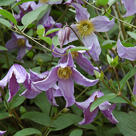 Plant Photo 7