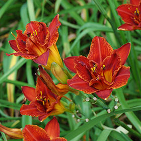 Plant Photo 8