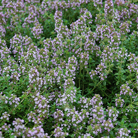Plant Photo 5