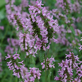 Plant Photo 6