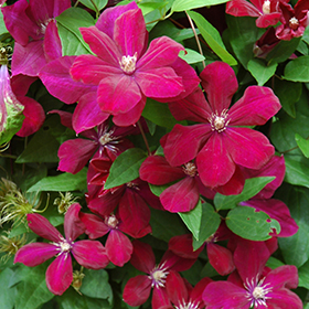 Plant Photo 5
