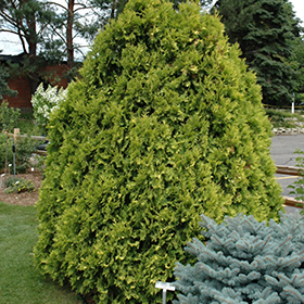 Plant Photo 3