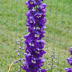 Plant Photo 8