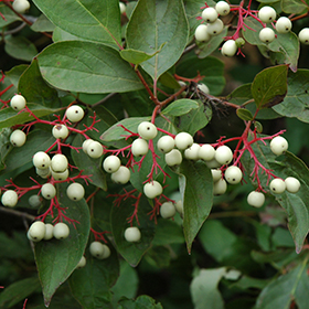 Plant Photo 3
