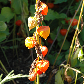 Plant Photo 1
