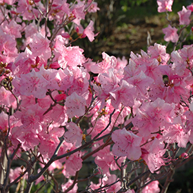 Plant Photo 3
