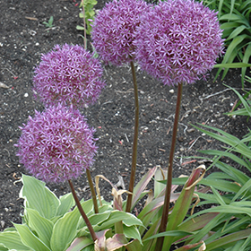 Plant Photo 6
