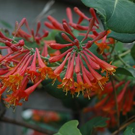 Plant Photo 10