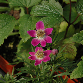 Plant Photo 6