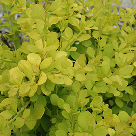 Plant Photo 6