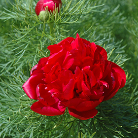 Plant Photo 2