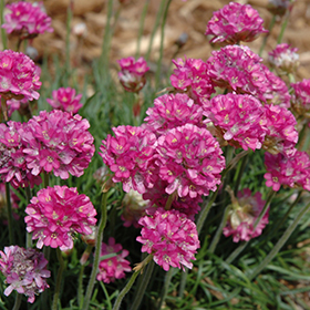 Plant Photo 9