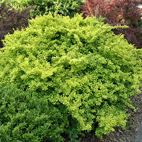 Plant Photo 7