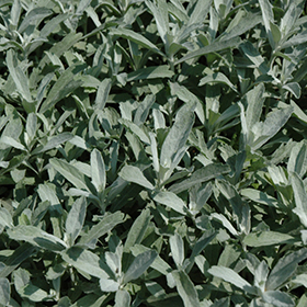 Plant Photo 1