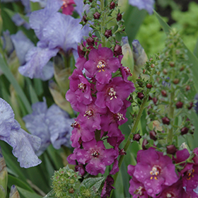 Plant Photo 4