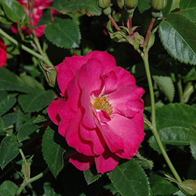 Plant Photo 7