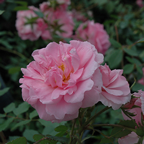 Plant Photo 8