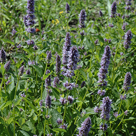 Plant Photo 3