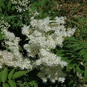 Plant Photo 7