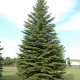 Plant Photo 7