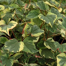 Plant Photo 7