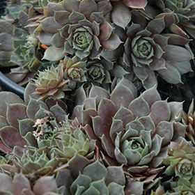 Plant Photo 5