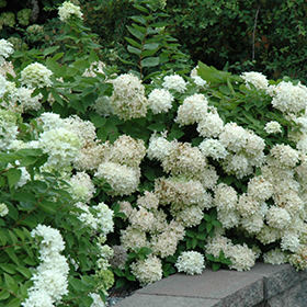Plant Photo 1
