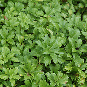 Plant Photo 9