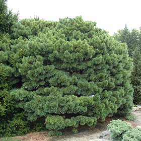 Plant Photo 4