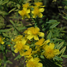 Plant Photo 5