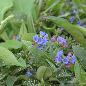 Plant Photo 5