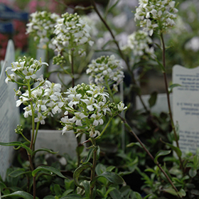 Plant Photo 3