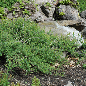 Plant Photo 9