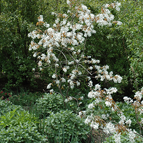 Plant Photo 7