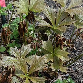 Plant Photo 4