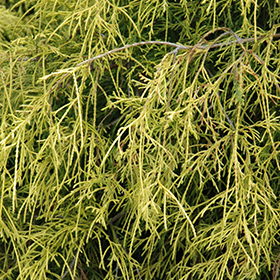 Plant Photo 10