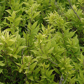 Plant Photo 2