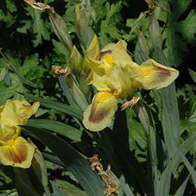 Plant Photo 5