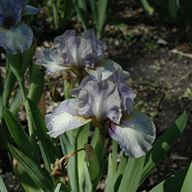 Plant Photo 10